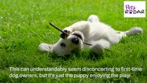 Understanding Your Puppies Body Language