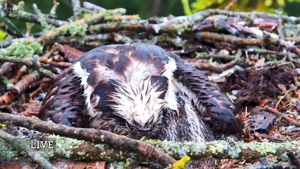 Springwatch 2024 episode 12
