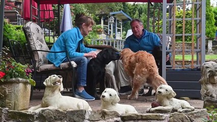Cute Guide dog puppies born in Stourbridge.
