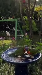 top most beautiful Bird ️ in  world #beatufiul #bird #viral #foryoupages #foryoupages #account #viral #foryoupage