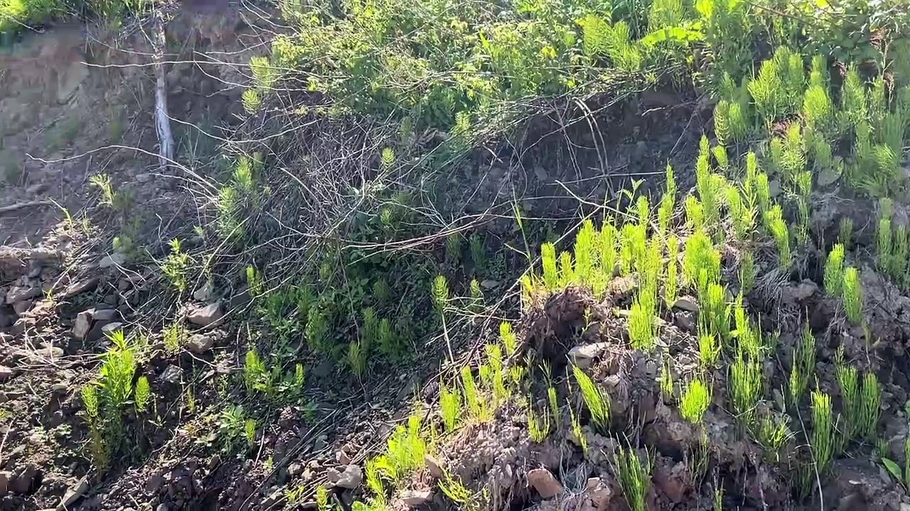 13 juin TOPO AD Érosion Caraquet Terrasse