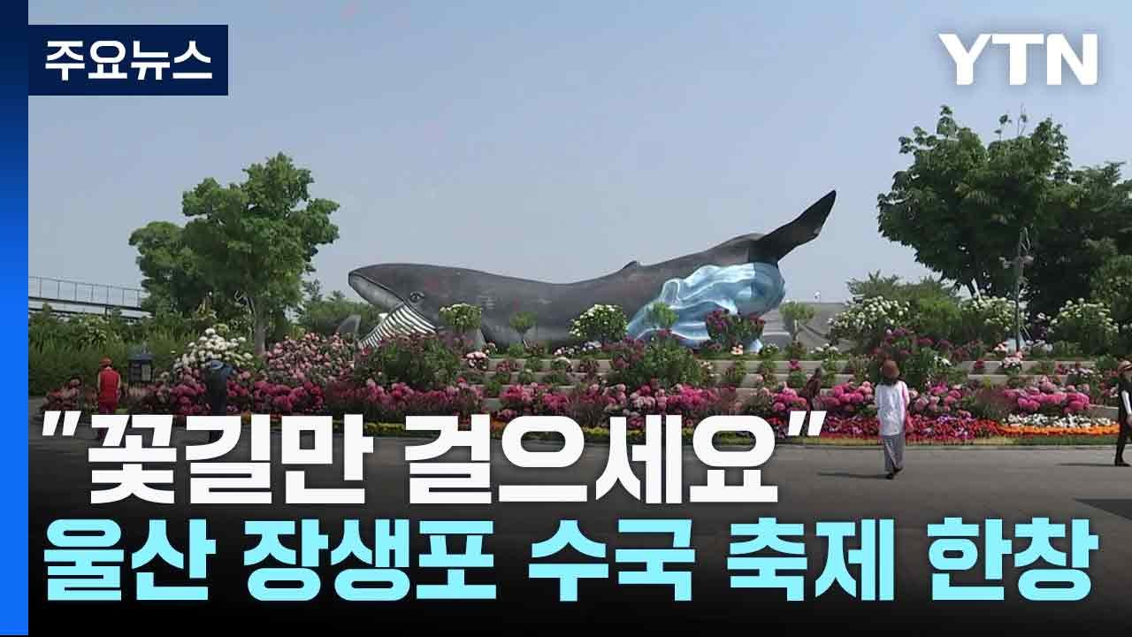 "꽃길만 걸으세요"...울산 장생포 수국 축제 한창 / YTN