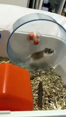 Funny Mice running | #MightyMouseMoments #SqueakSneak #MischievousMice #RodentRomp #MouseMayhem