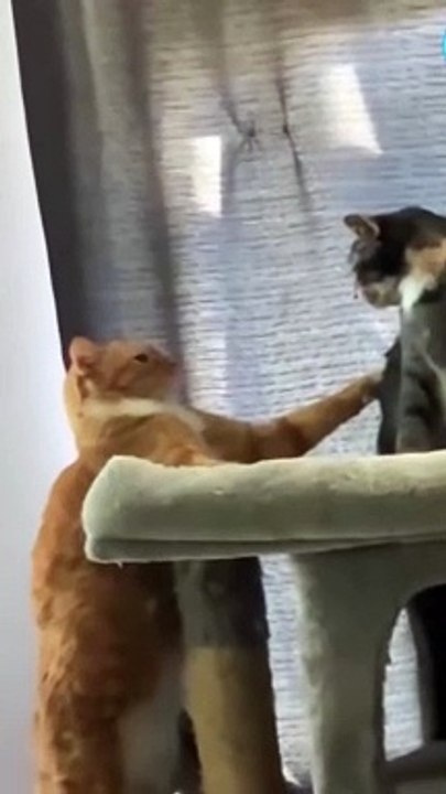 Funny cats | Love