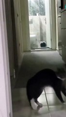 Funny dogs | Dog runny on stairs | Funny dog, . . . .. #DoggieLaughs #CanineComedy #PawfectlyFunny #PuppyLOL #DoggoGags