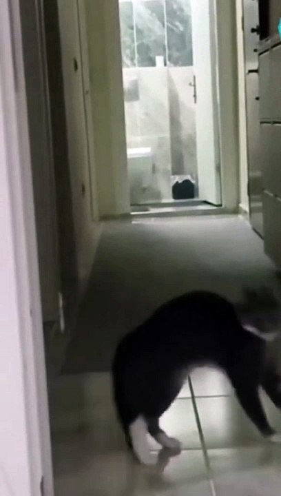 Funny dogs | Dog runny on stairs | Funny dog, . . . .. #DoggieLaughs #CanineComedy #PawfectlyFunny #PuppyLOL #DoggoGags