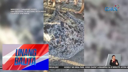 Higanteng pagi o round ribbontail ray, nahuli ng mga mangingisda | Unang Balita