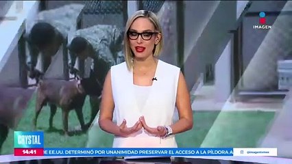 La Armada de México incluye a 11 caninos adiestrados a la búsqueda de personas y armas