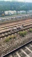 Le trafic du RER C interrompu par des chèvres sur les voies