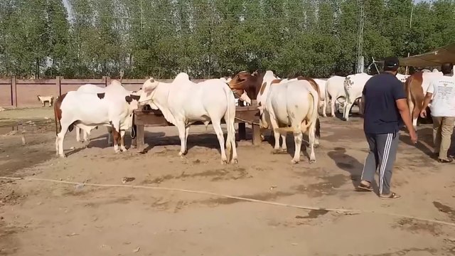Most Expensive and Biggest Bulls in Pakistan 2024 - Most Beautiful Bulls in Karachi Mandi - Eid-ul-Adha -