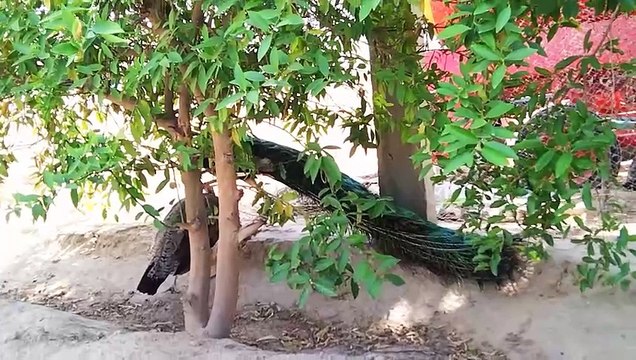 Today is very hot day peacock pigeons hens chakor bird's conditions watch
