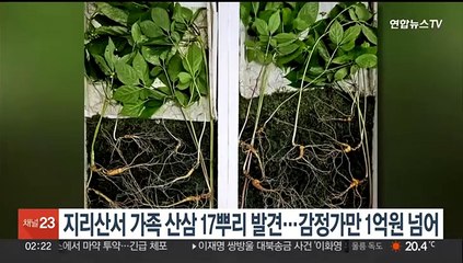 지리산서 '가족 산삼' 17뿌리 발견…감정가만 1억원 넘어