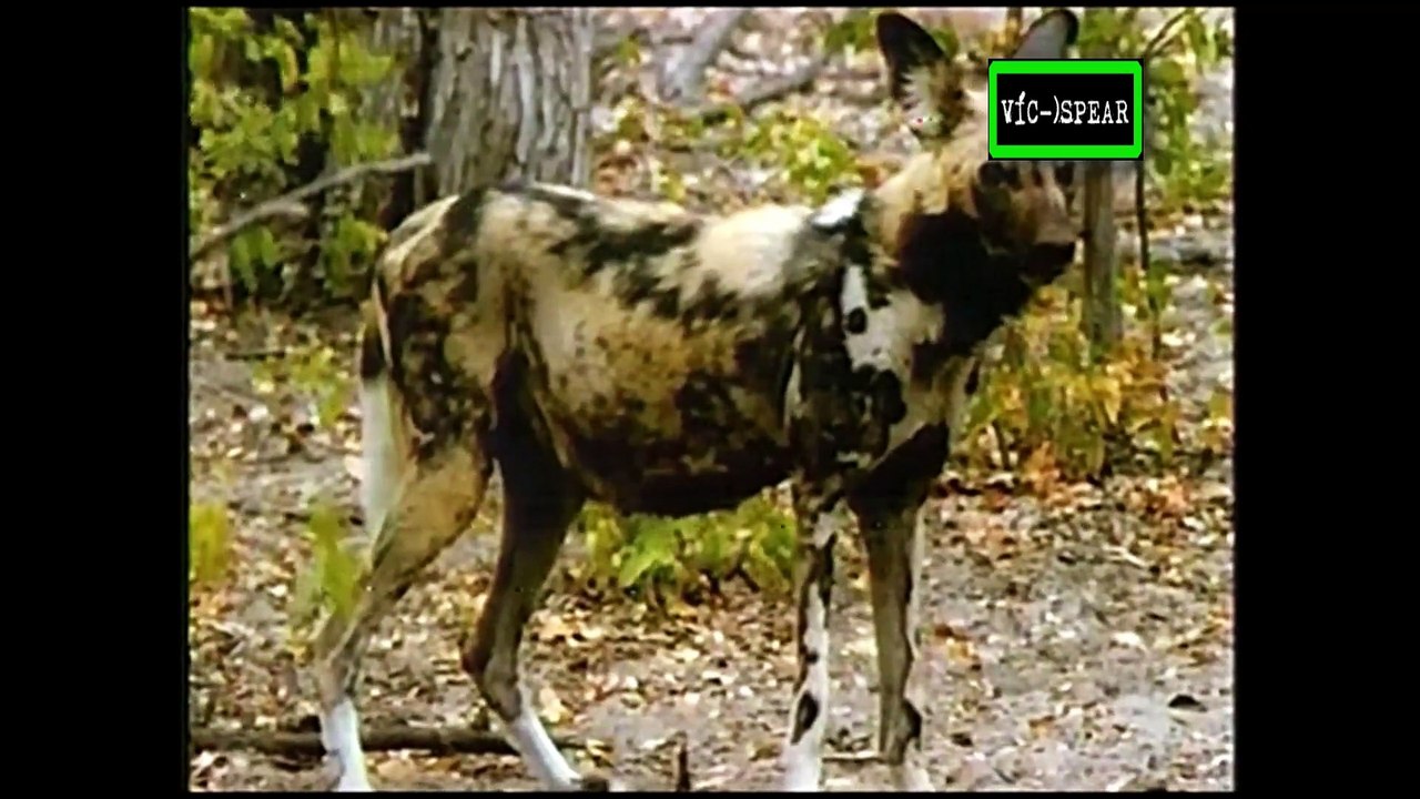 Bebés de la Naturaleza: los Bebés de la Sabana Africana - Documental (1997) E. Latino