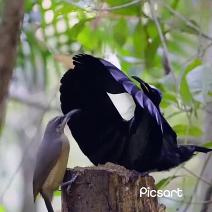 Beautiful Bird