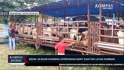 Sidak, 18 Ekor Kambing Ditemukan Sakit dan Tak Layak Kurban