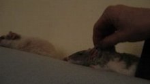 Il est mort