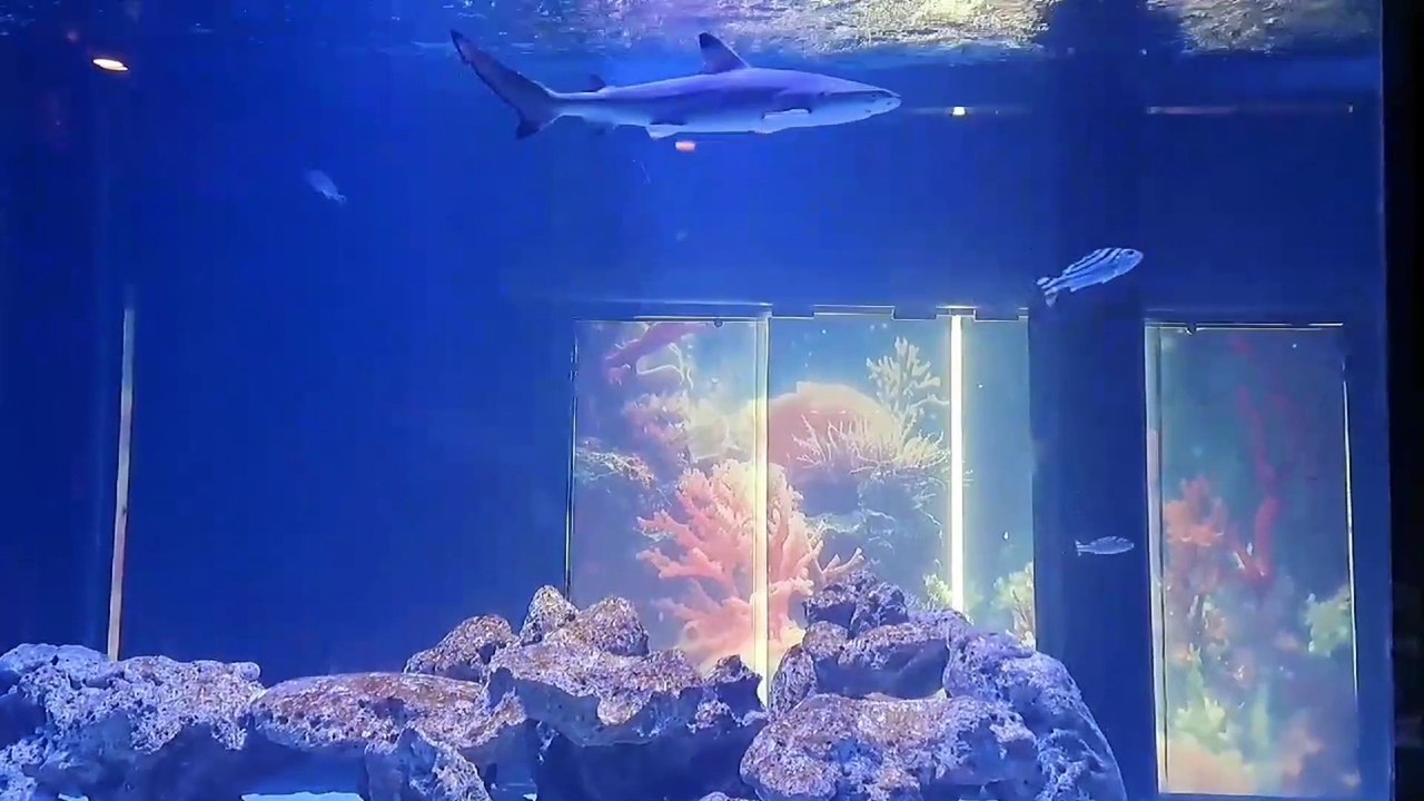 Baby Shark in Lahore Safari Park