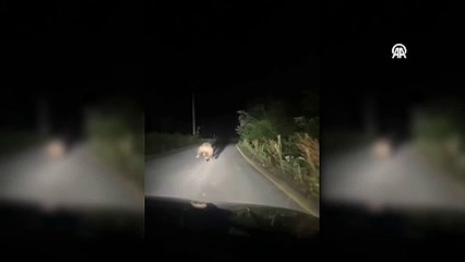 Yoluna çıkan ayıyı aracıyla kovaladı!