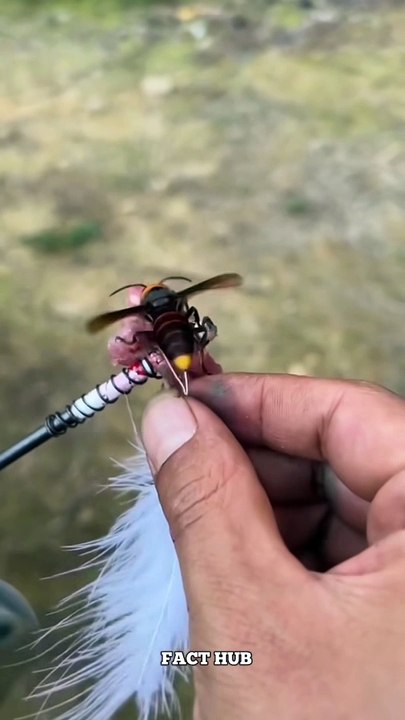 Honey bee