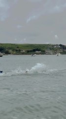 XL Bully Dog Riding on Paddle Board with Man Falls in Water