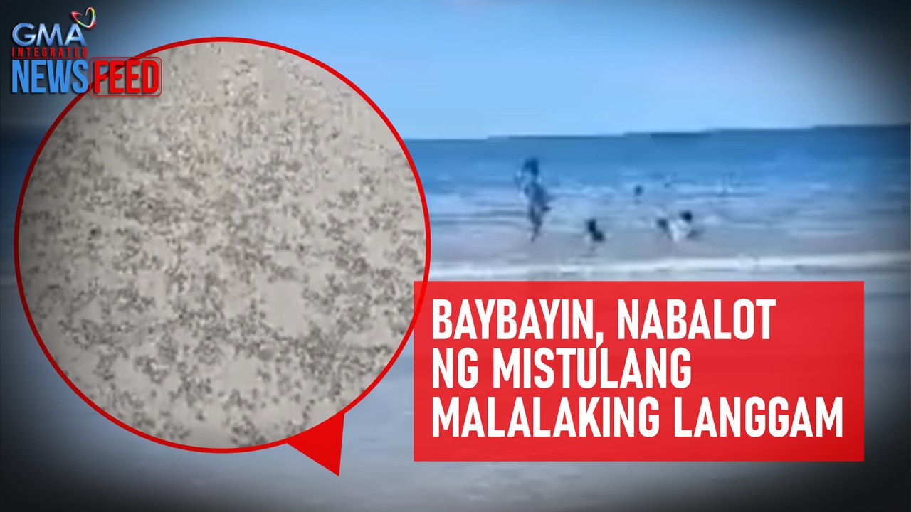 Baybayin, nabalot ng mistulang malalaking langgam | GMA Integrated Newsfeed