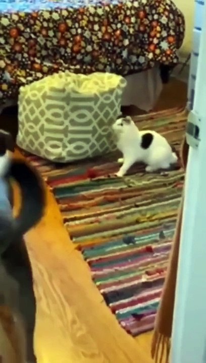 Cat  funny video channel