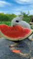 The bunny eating watermelon #bunny #cute #shortsfeed #youtuber
