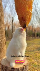 The bunny eating honey #cute #shortsfeed #youtuber