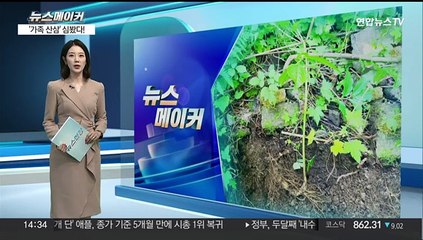 [뉴스메이커] "심봤다!" 지리산 '대형 가족' 산삼 발견