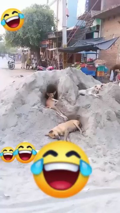 dog funny videos 