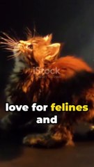 Top 5 Cats Breads That Behaves Like A Dog