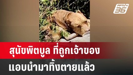 สุนัขพิตบูล ที่ถูกเจ้าของแอบนำมาทิ้งตายแล้ว | เที่ยงทันข่าว | 14 มิ.ย. 67