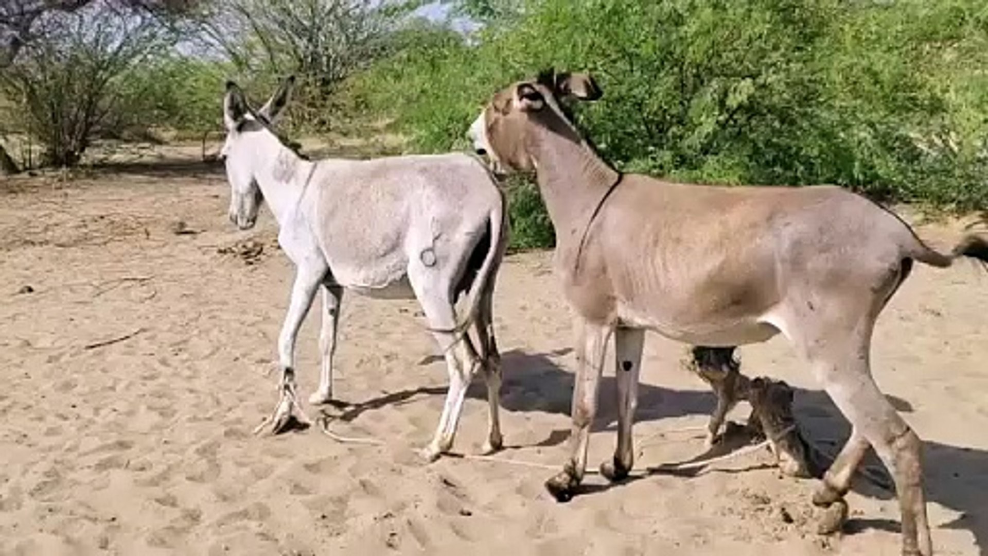 animals