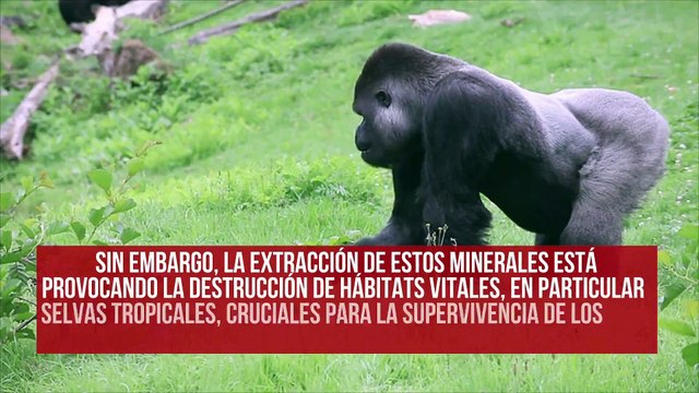 Los grandes simios de África están amenazados por el auge de las energías renovables