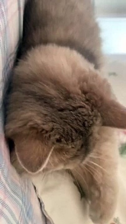 cats lovers