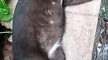 PET'S ARE FAMILY ! CAT LOVERS 