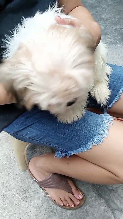 PET'S ARE FAMILY ! DOG AND CAT LOVER'S ! 