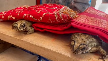 Frog wedding held to appease Indian rain god during heatwave as temperatures hit 45C