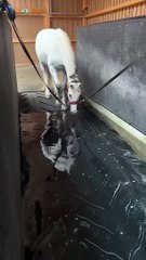 الحصان يستطيع السباحة  The horse can swim