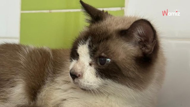 Abandonnée parce qu'elle n'a que 3 pattes, cette minette aimerait trouver des humains qui ne font pas de différences