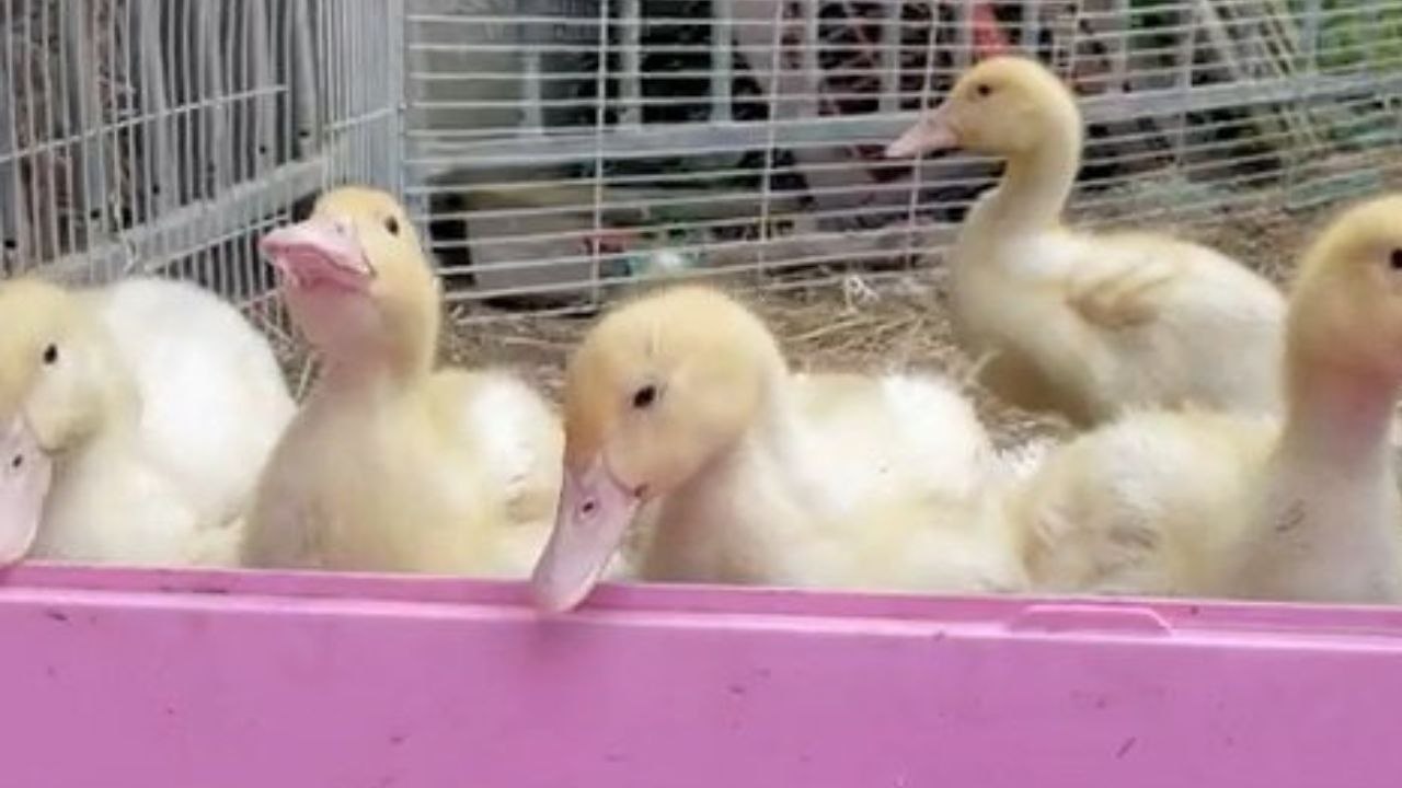 Streichelzoo-Besitzer „untröstlich" über den Diebstahl von sechs Entenküken bei einem Überfall am frühen Morgen
