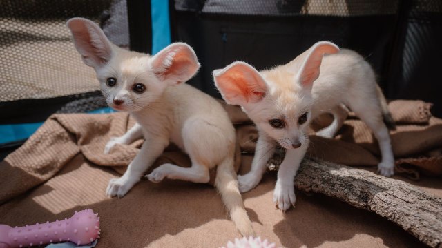 Ein bezauberndes Video zeigt ein lebendiges Fuchspaar, das von Tierpflegern in einem Safaripark von Hand aufgezogen wurde.