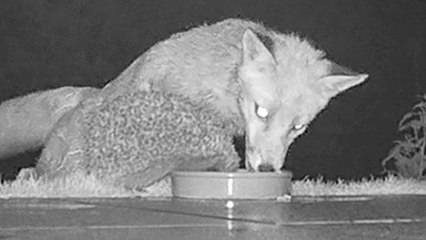 Night-time camera captures foxes and hedgehog sharing meal