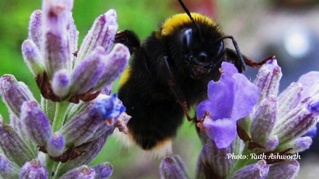 Early June Picture This: Tenby Observer photography club