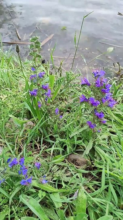 Malerische Halbinsel Mettnau - Impressionen