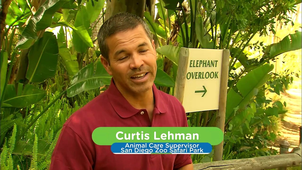 Elephant Hierarchy Is Very Important Among Young Elephants