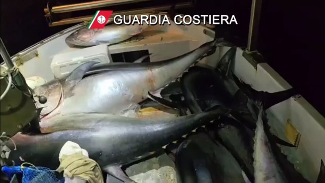 Tonno rosso, in un mese e mezzo sequestrati 130 esemplari tra Palermo e provincia