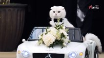Le chat vole la vedette lors d'un mariage : 1,3M d'internautes ont du mal à en croire leurs yeux (vidéo)