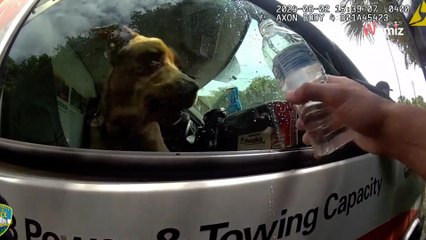 Ils laissent leur chien enfermé dans une voiture en plein soleil pour aller à la plage : la police intervient en force (vidéo)