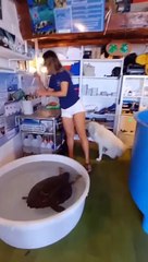 Filicudi, salvata la tartaruga che aveva mangiato plastica